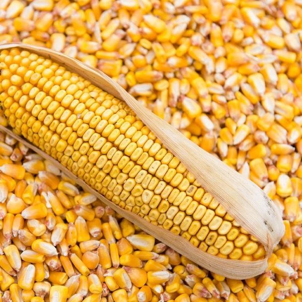 Технология выращивания кукурузы на зерно