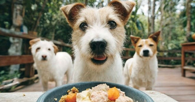 Zdrowie psa zaczyna się w misce – jak odpowiednia dieta łagodzi alergie?