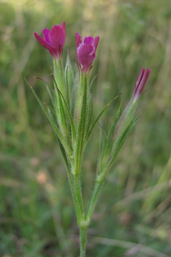 Гвоздика армерійовидна (Dianthas armeria L.)