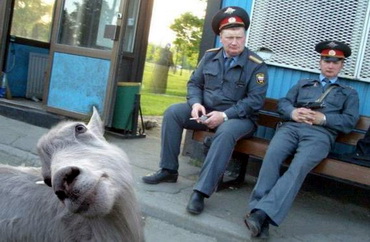 У МВС половина софту є піратським. Пора робити обшуки і вилучати сервери?