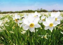 На Закарпатті зацвіла унікальна долина нарцисів 