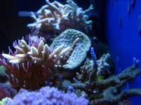 изготовление морских аквариумов