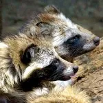 Нацистські єноти завоювали Європу