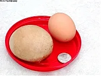 Яйце-рекордсмен
