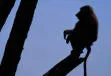 Рокова подібність
