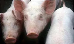 Елітна шизофренія. Арфуш хреститься