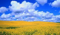 Хліборобська Україна — «житниця олігархів»?