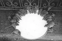 Паразити