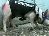 Свині, руки геть від Анатоля Матасару!