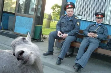 У Києві начальника міліції взяли на наркоторгівлі