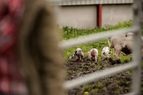Біопрепарати для сільського господарства: підвищення ефективності гнойових ям