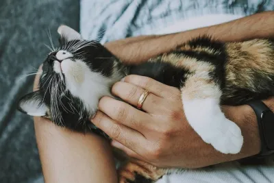 Аллергия на кошек