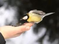 Трошки про довіру