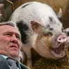 Черновецький скасує референдум, бо в Києві "знайшли" свинячий грип