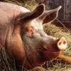 Литвин не розповідатиме про всіх елітних свиней