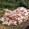 «Регіонали» проти тризуба? Депутати Януковича внесли законопроект, що прирівнює ОУН–УПА до нацистів і забороняє їх символіку