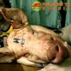 Російського офіцера засуджено в Україні до 5 місяців тюрми за контрабанду зброї