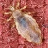 Паразити підвищили собі соціальні стандарти: пенсіонерам додадуть 60 копійок, а нардепам 1000 гривень