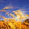 Гра з хлібом на користь Росії