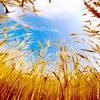 Українські емігранти та побудова Країни Мрії