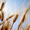 Україна зібрала майже 39 мільйонів тонн зерна