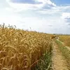 Урожай зерна в Україні може перевищити 50 млн тонн