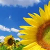 Яке місце займає Україна у сучасному світі