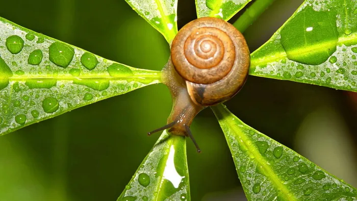 Золотий перетин